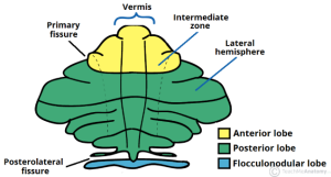 cerebellum schematic